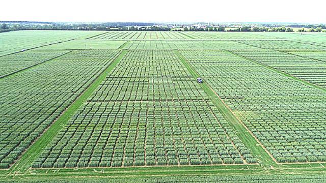 Teil der Weizenzucht in Strzelce